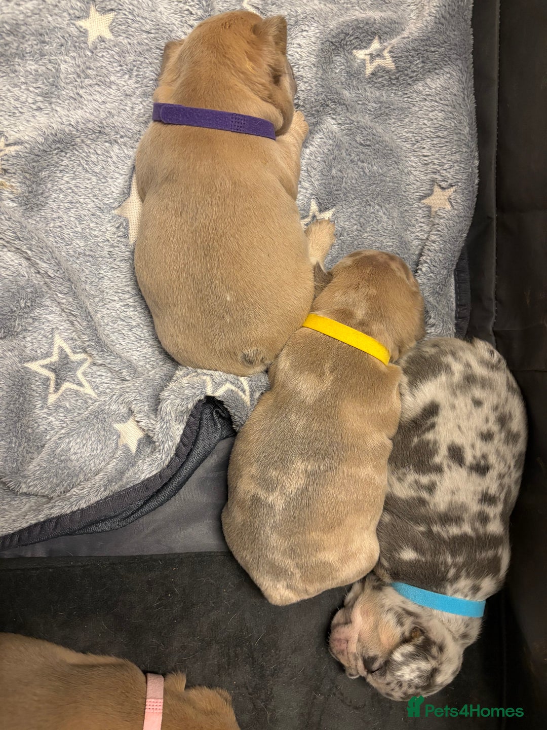 French Bulldog dogs for sale: FRENCH-BULLDOG LITTER  - Advert 7