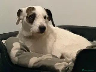 Parson Russell dogs Parson tussle terrier for stud - Advert 1