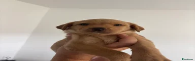 Fox Red Bitch