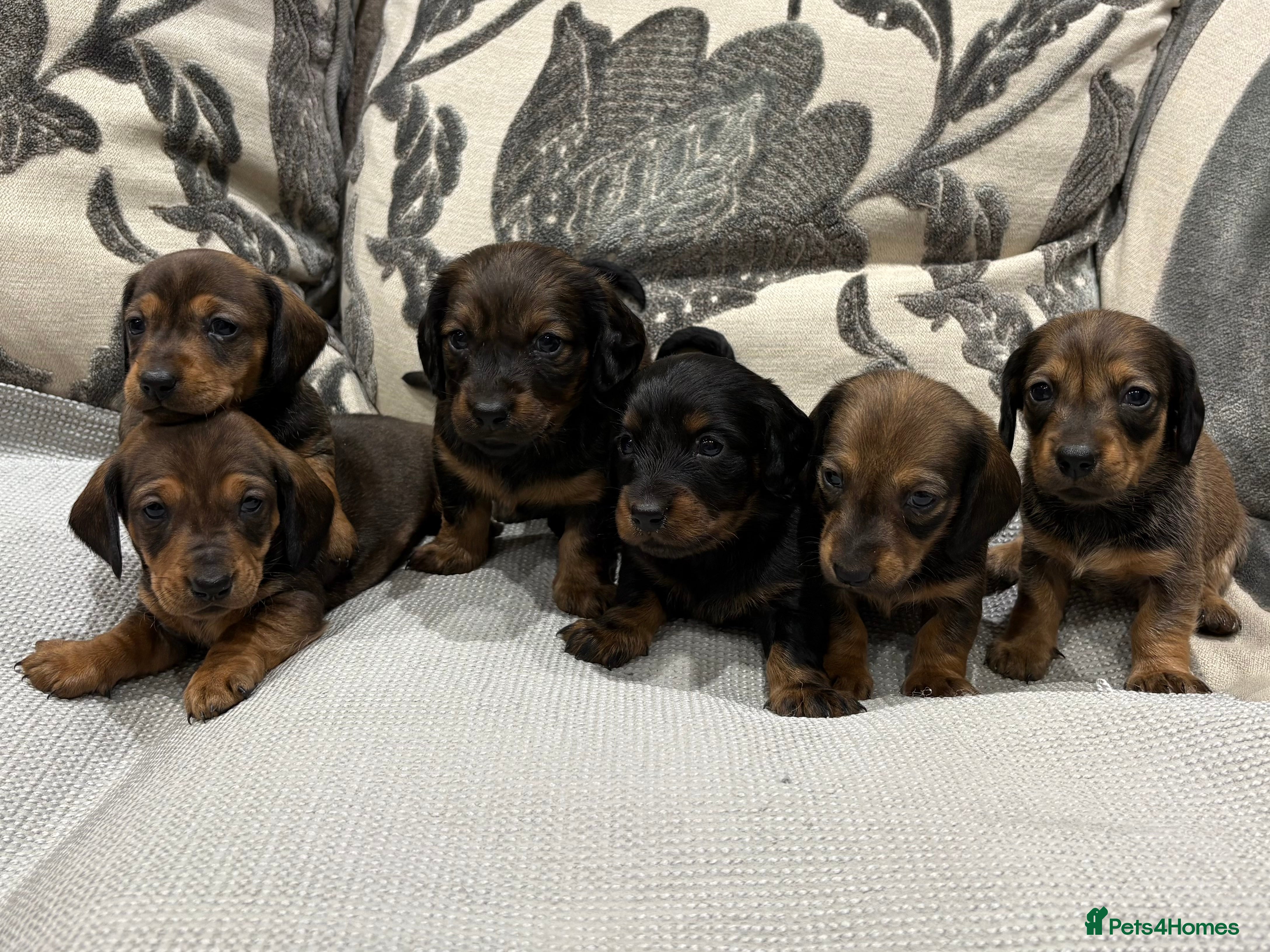 Dachshund dogs Standard Dachshund Puppies - Advert 16