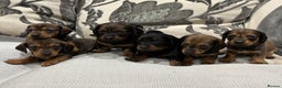 Dachshund dogs for sale: Standard Dachshund Puppies - Advert 1