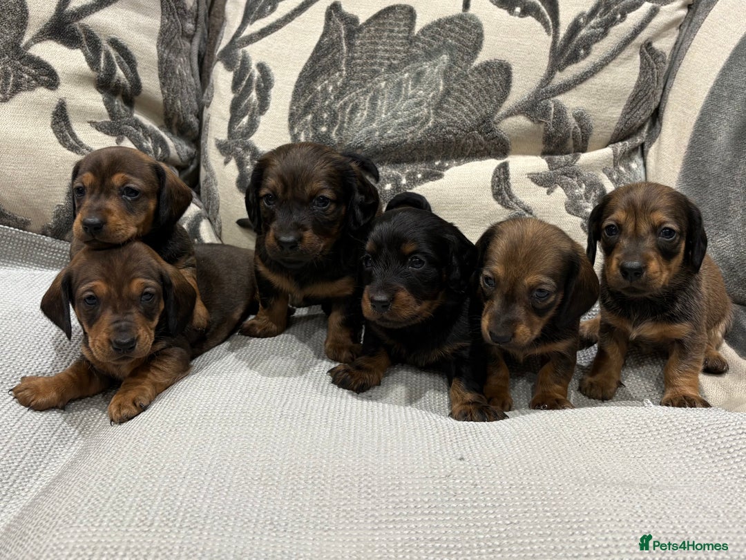 Dachshund dogs for sale: Standard Dachshund Puppies - Advert 1