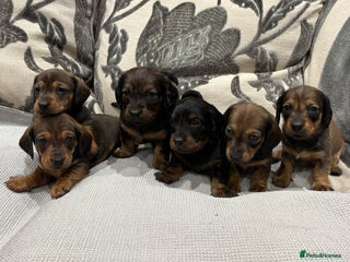 Dachshund dogs Standard Dachshund Puppies - Advert 1