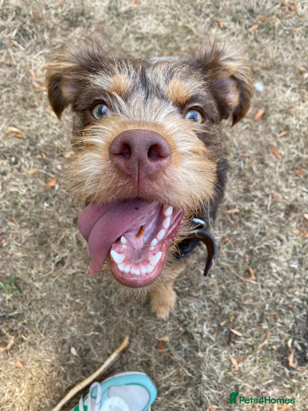 Mixed Breed dogs for sale: Bryn looking for his forever home.  in Wrexham - Advert 2