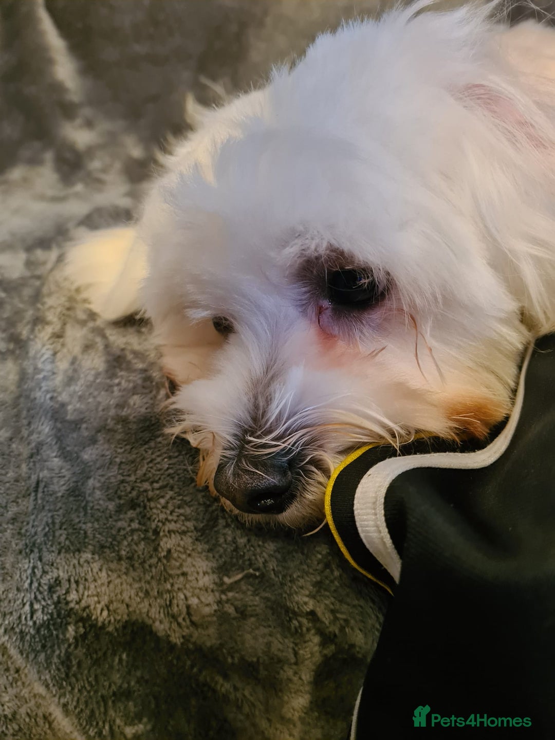 Maltese dogs for sale: Maltese Male 16 month old - Advert 6