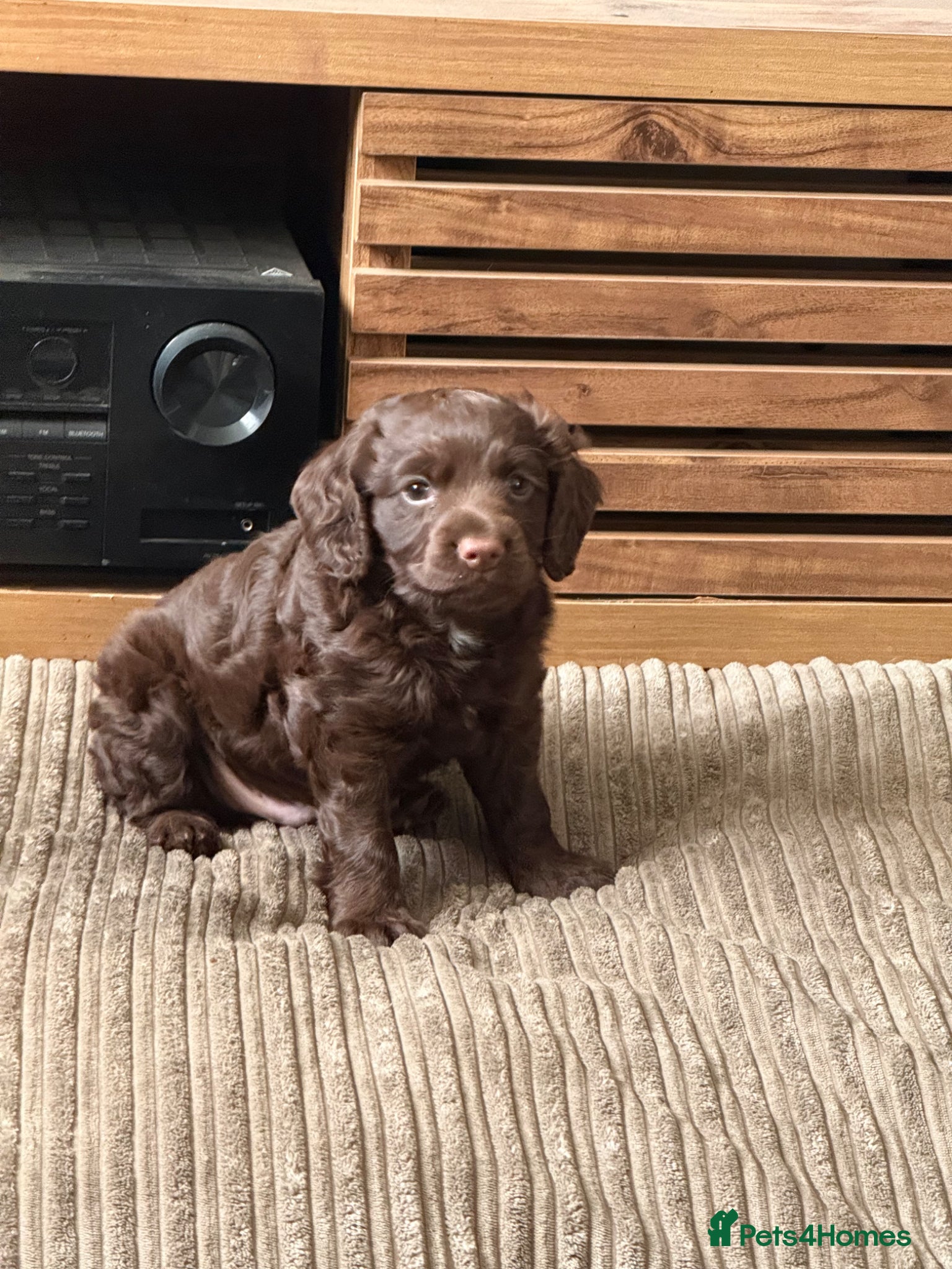 Cocker Spaniel dogs Loveable Chocolate Working Cocker Pup - Advert 1