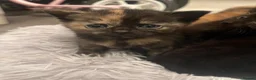 Domestic Shorthair cats for sale: 6 beautiful domestic shorthair kittens  - Advert 2