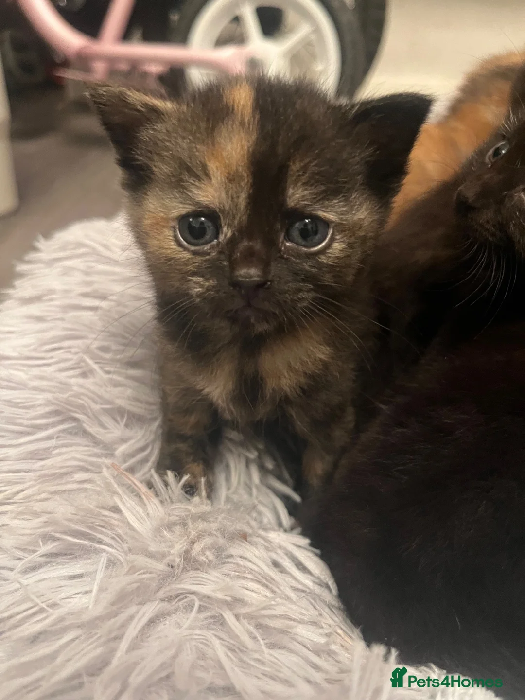 Domestic Shorthair cats for sale: 6 beautiful domestic shorthair kittens  - Advert 2