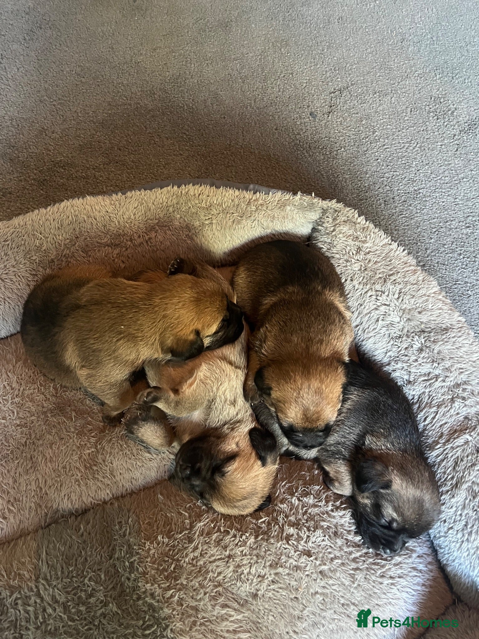 Border Terrier dogs 4 healthy Border Terrier Puppies for sale.  - Advert 4