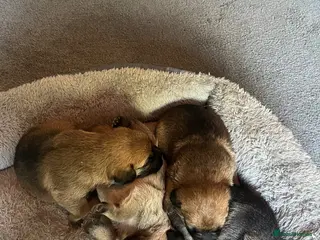Border Terrier dogs 4 healthy Border Terrier Puppies for sale. - Advert 18