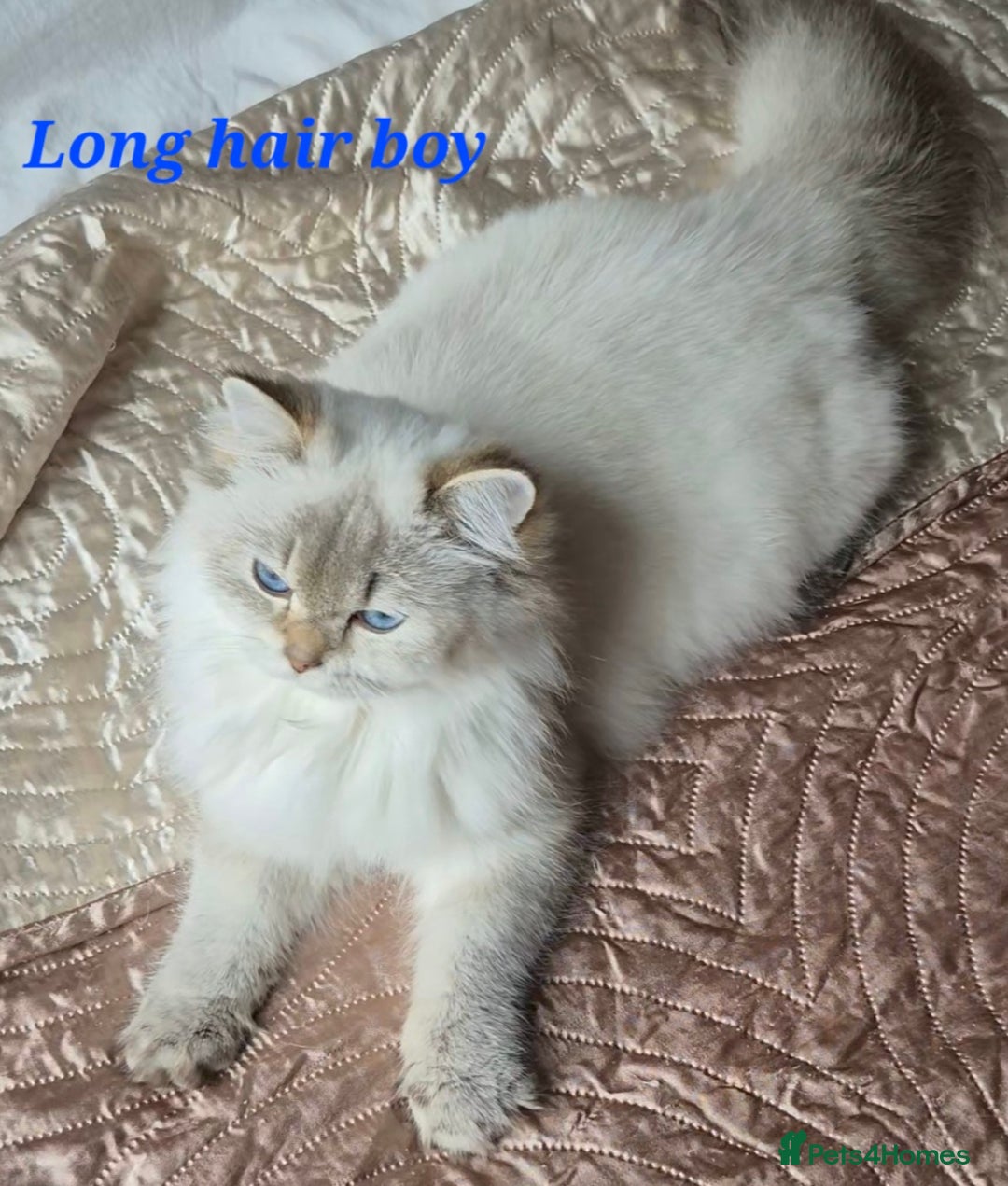 British Shorthair cats for sale: Exceptional BSH& BLH blue golden shaded Ny11 💖 - Advert 5