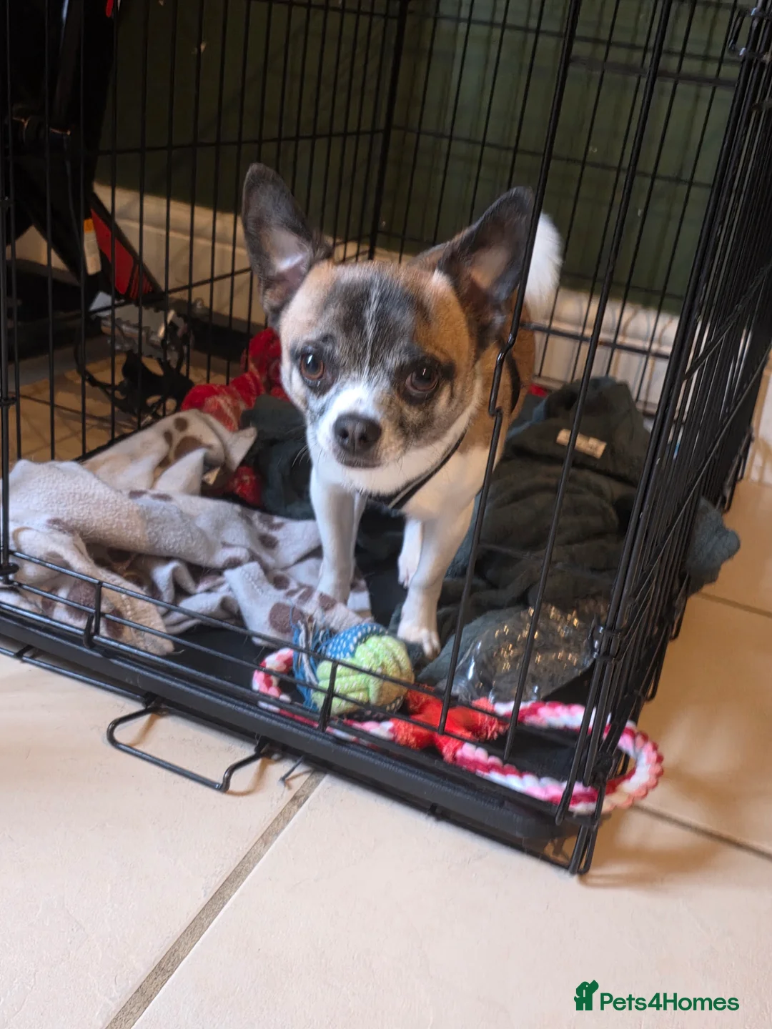 Mixed Breed dogs for sale: In need of a good home  - Advert 2