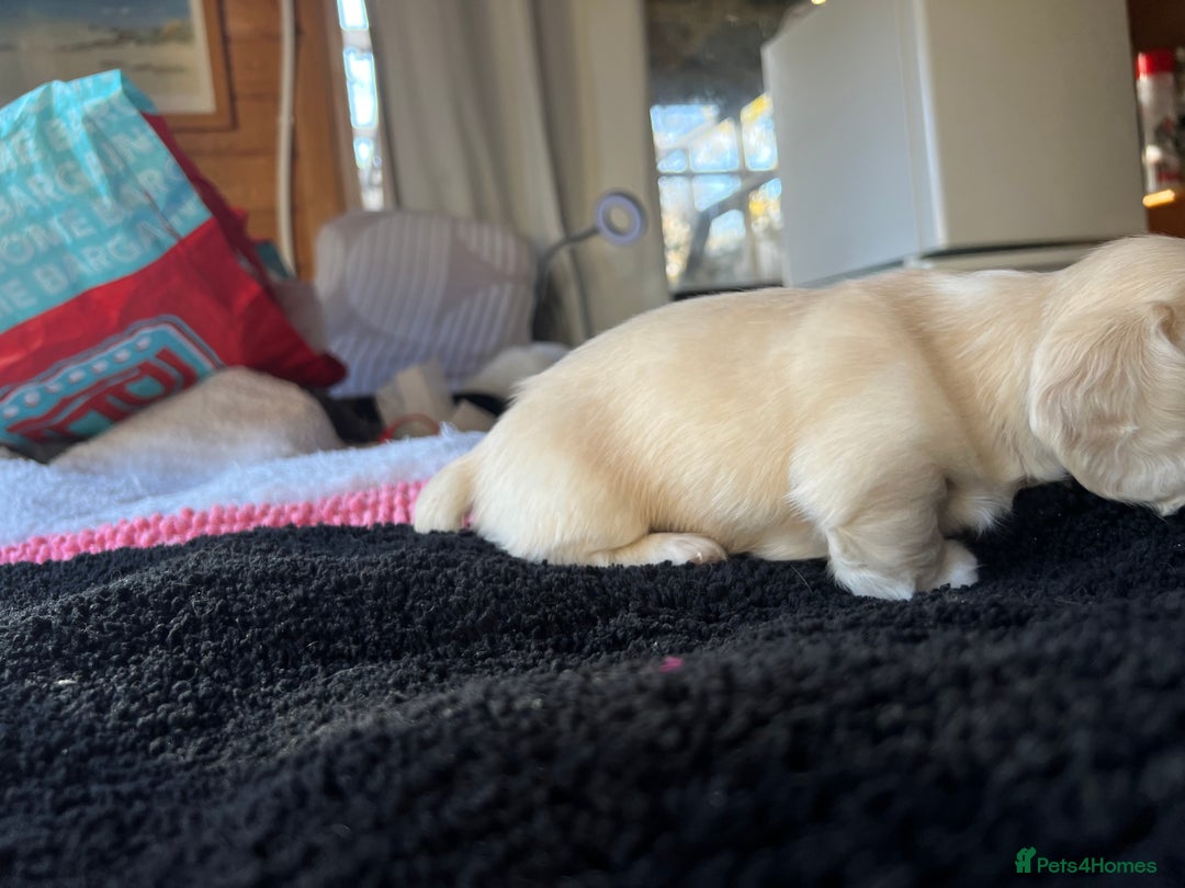 Dachshund dogs for sale:  Cream long haired miniature Dachshund - Image 18