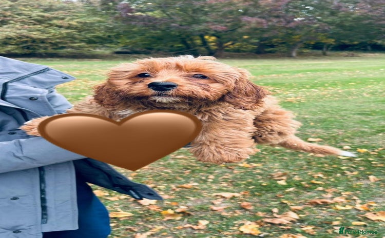 Shih Tzu dogs - Advert 1
