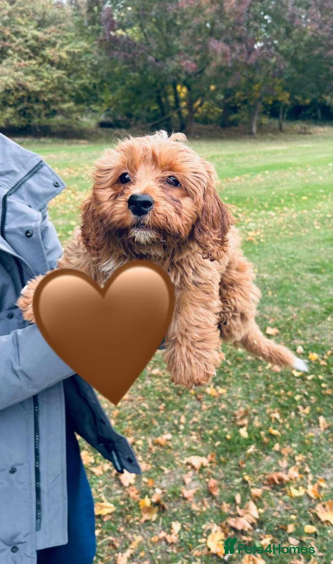 Shih Tzu dogs for sale: Shih Tzu Puppies  - Image 1