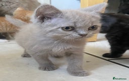 British Longhair cats for sale: 5 stunning British blues  - Image 21
