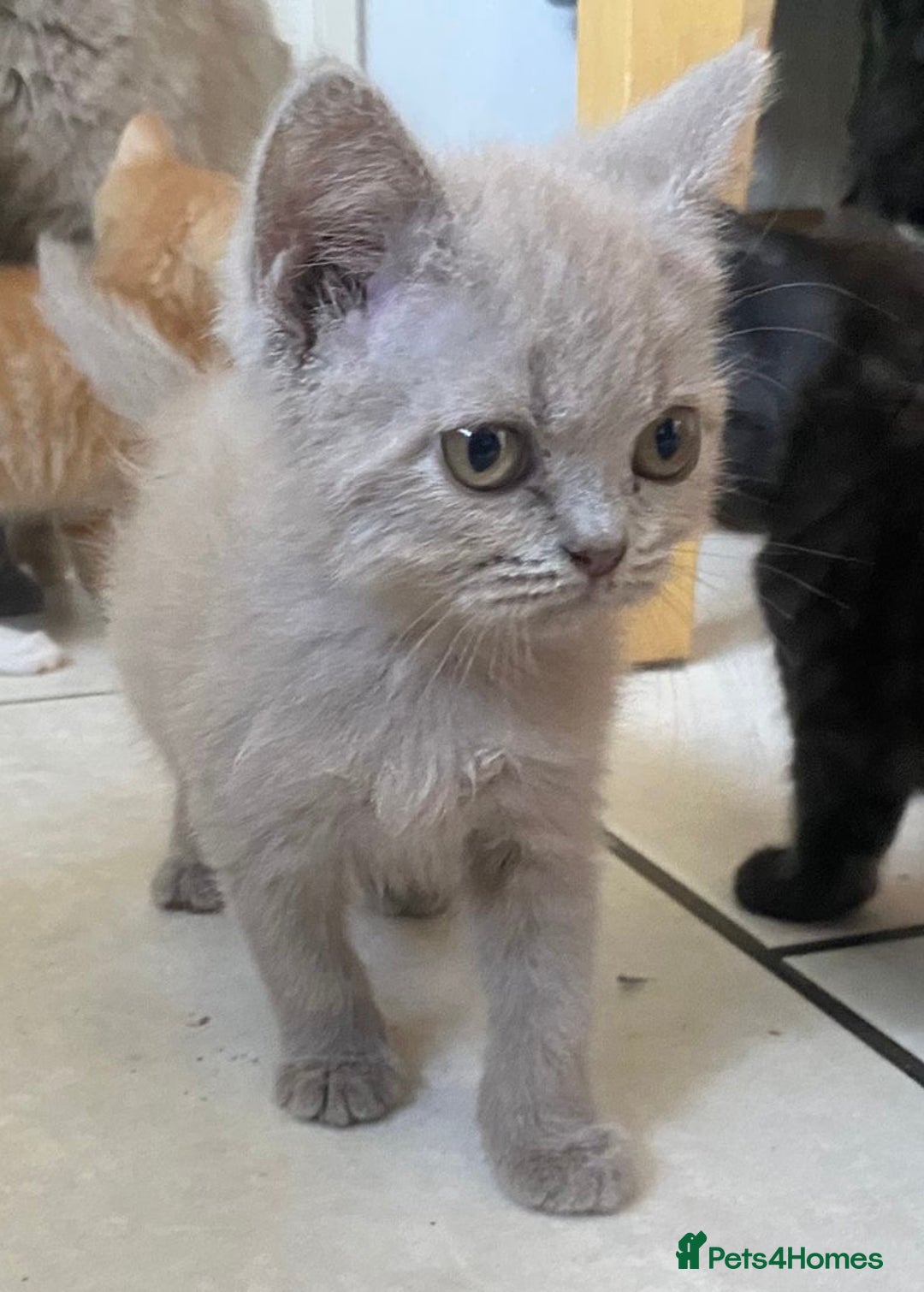 British Longhair cats for sale: 5 stunning British blues  - Image 21