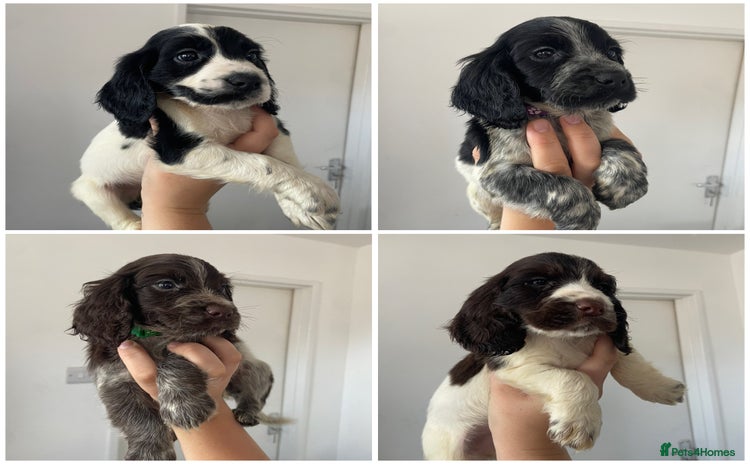 Cocker Spaniel dogs - Advert 1