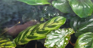 Frog reptiles Dart frogs plus viv  - Advert 1