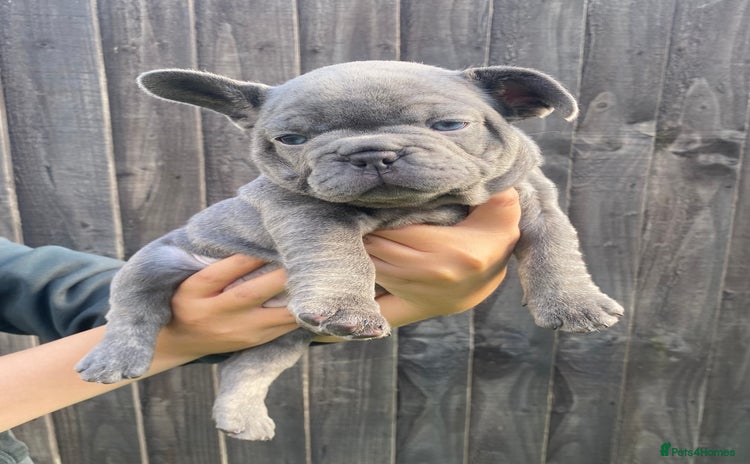 French Bulldog dogs - Advert 2