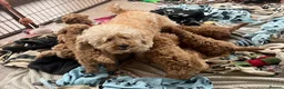Cavapoochon dogs for sale: Cavapoochon puppies  - Advert 5