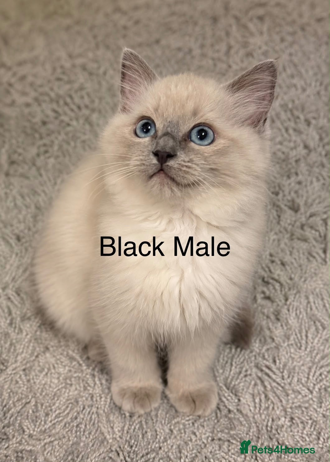 Ragdoll cats 💙 Only 3 Pure Ragdoll Kittens Left 💙 - Advert 1