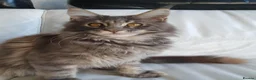 Maine Coon cats for sale: TICA Reg Pure Bread Maine coon kitten - Advert 3