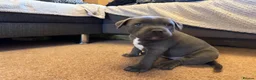 Staffordshire Bull Terrier dogs for sale: Staffordshire Bull Terrier puppies KC registered  - Advert 21