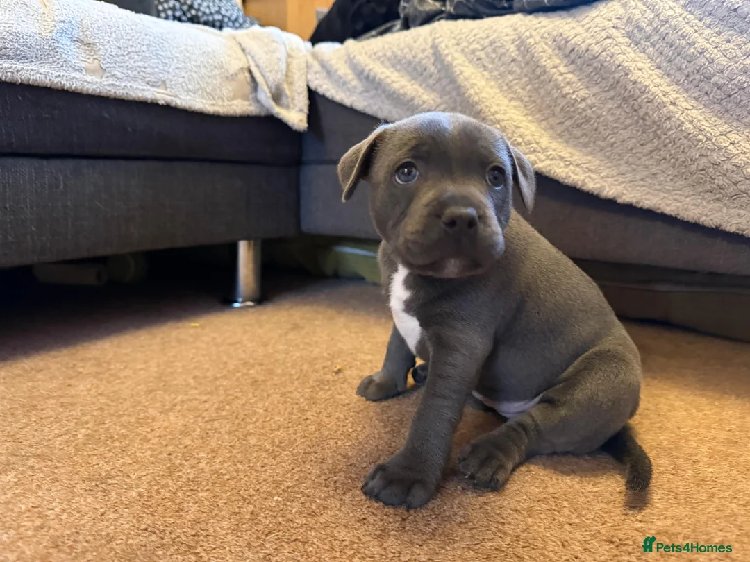 Staffordshire Bull Terrier dogs for sale: Staffordshire Bull Terrier puppies KC registered  - Advert 21