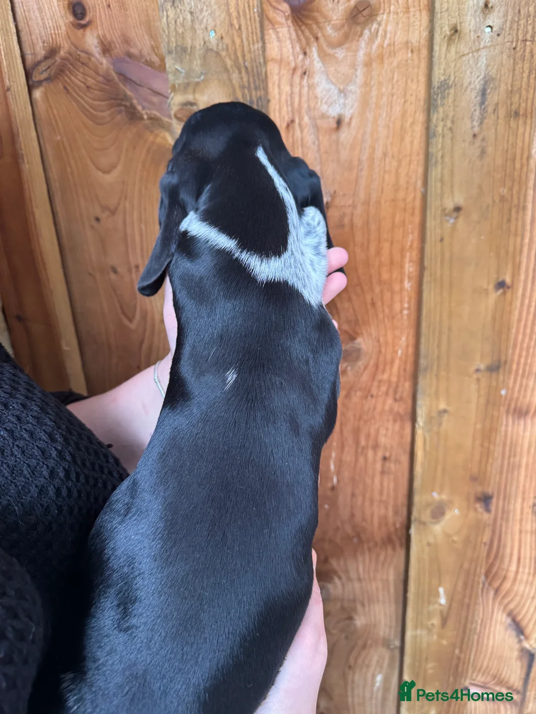 Miniature Dachshund dogs for sale: Miniature dachshund puppies  - Advert 13