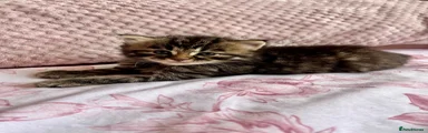 Siberian 5