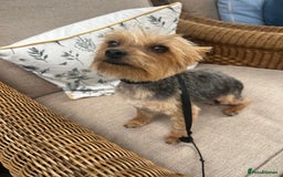 Yorkiepoo dogs for sale: Yorkiepoos - Advert 9