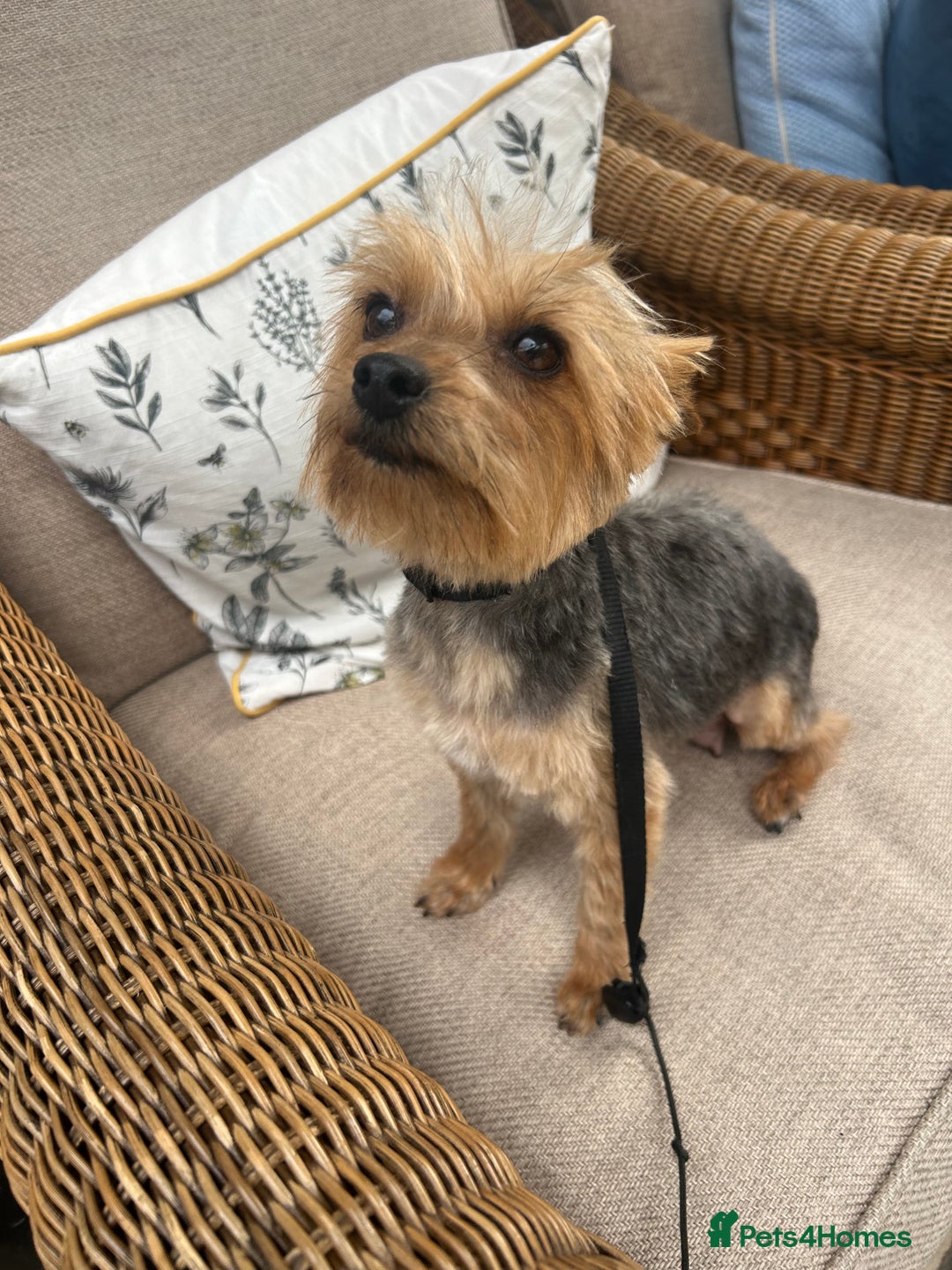 Yorkiepoo dogs for sale: Yorkiepoos - Advert 9