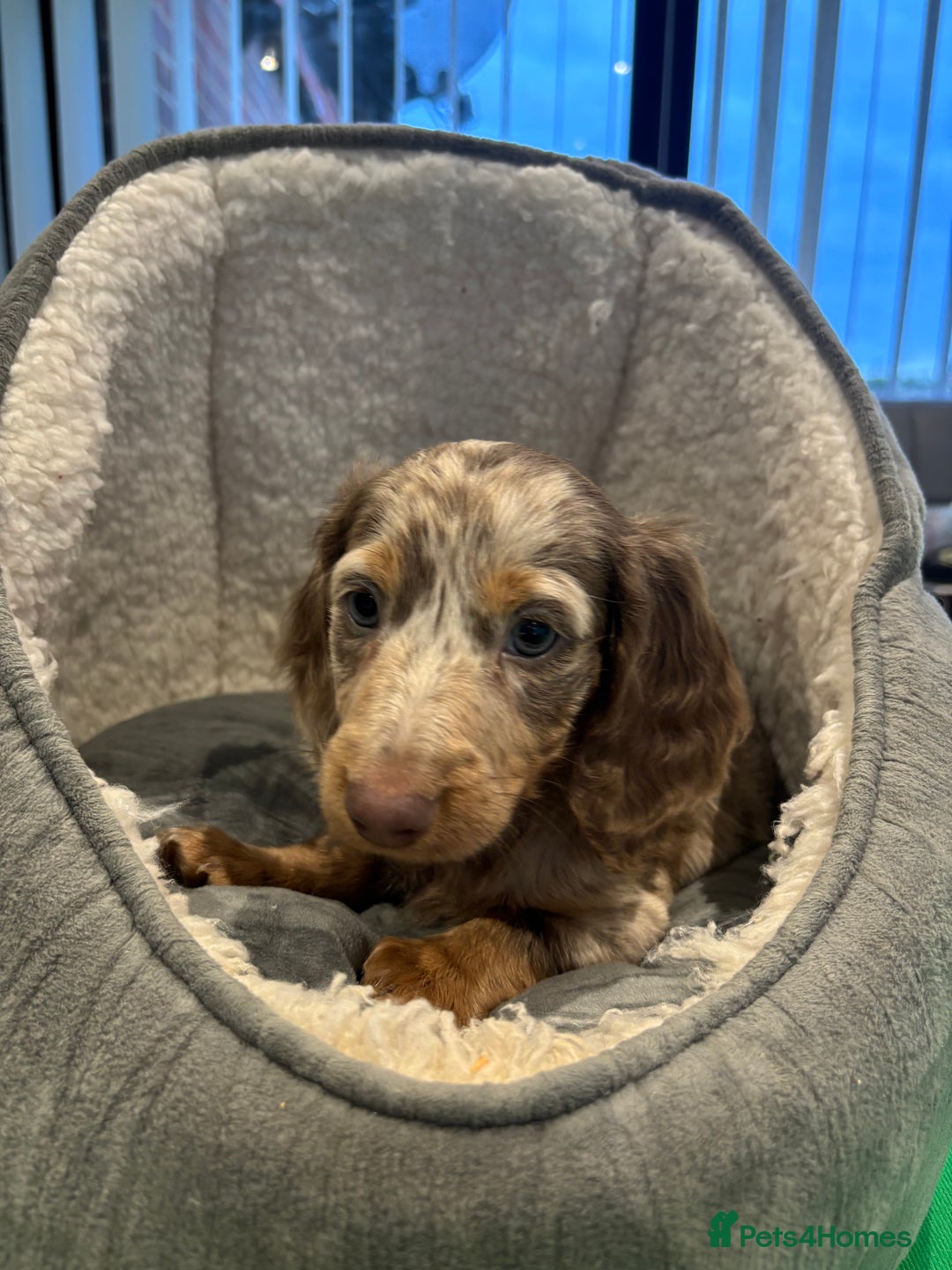 Miniature Dachshund dogs for sale: Minature Dachshund Puppies For Sale  - Image 6
