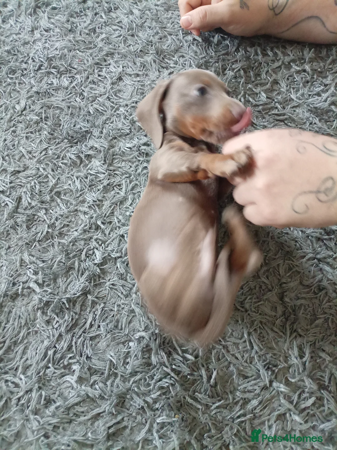 Miniature Dachshund dogs for sale: Miniature dashhound boy - Advert 2