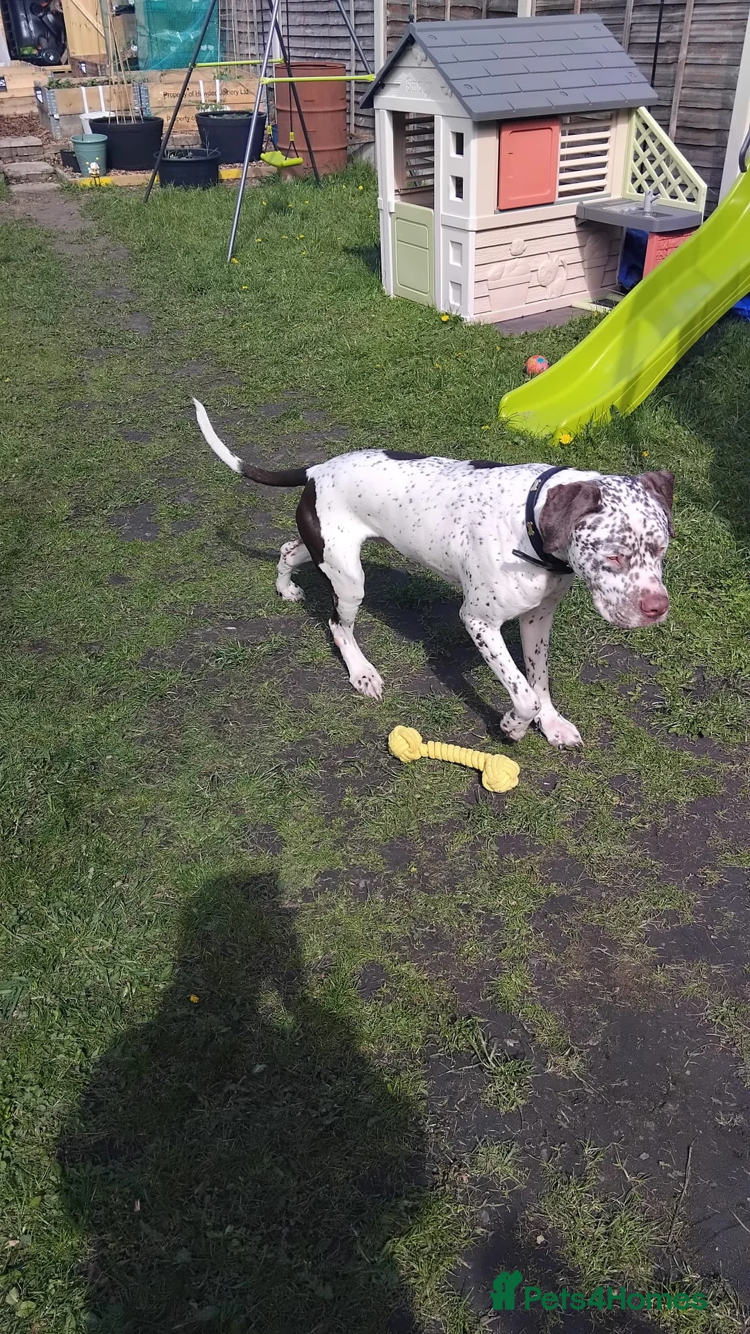 Mixed Breed dogs for sale: Dalmatian cross  - Advert 2
