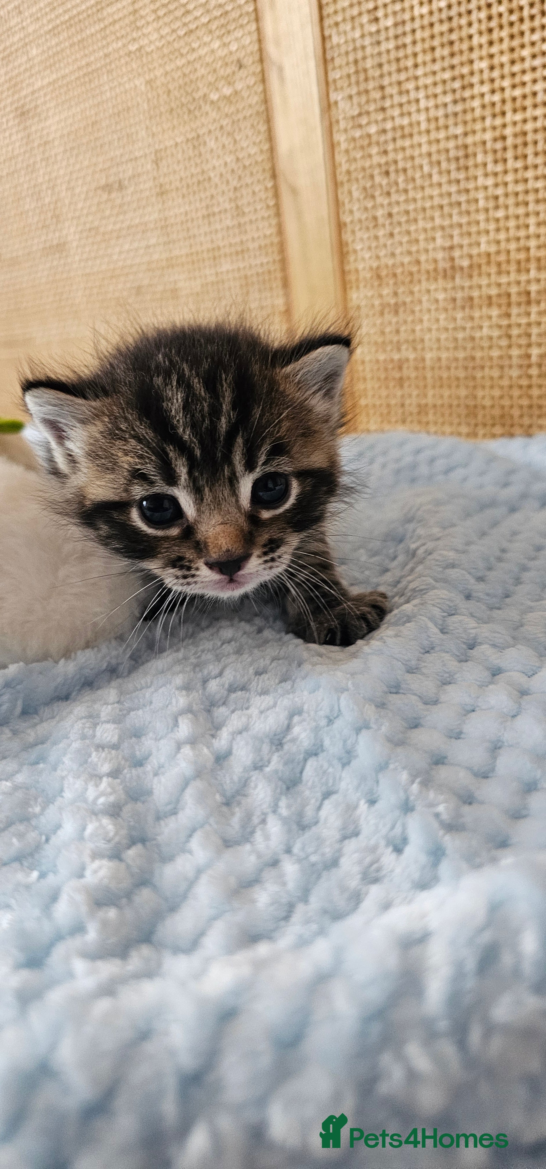 Mixed Breed cats for sale: Beautiful Bengal Mix Kittens - Advert 26
