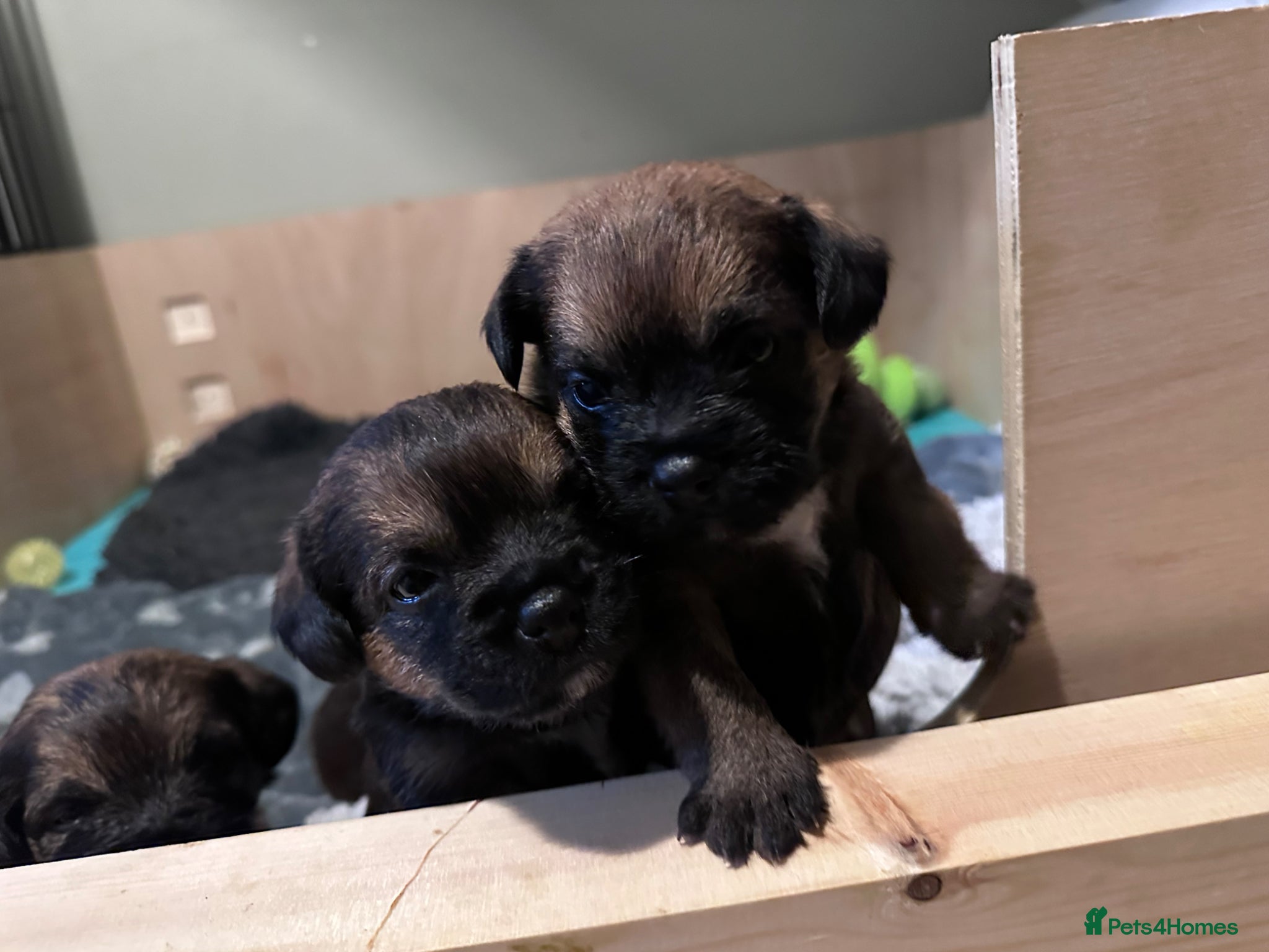 Border Terrier dogs for sale: KC Registered Slem clear Border Terrier Pups - Advert 2