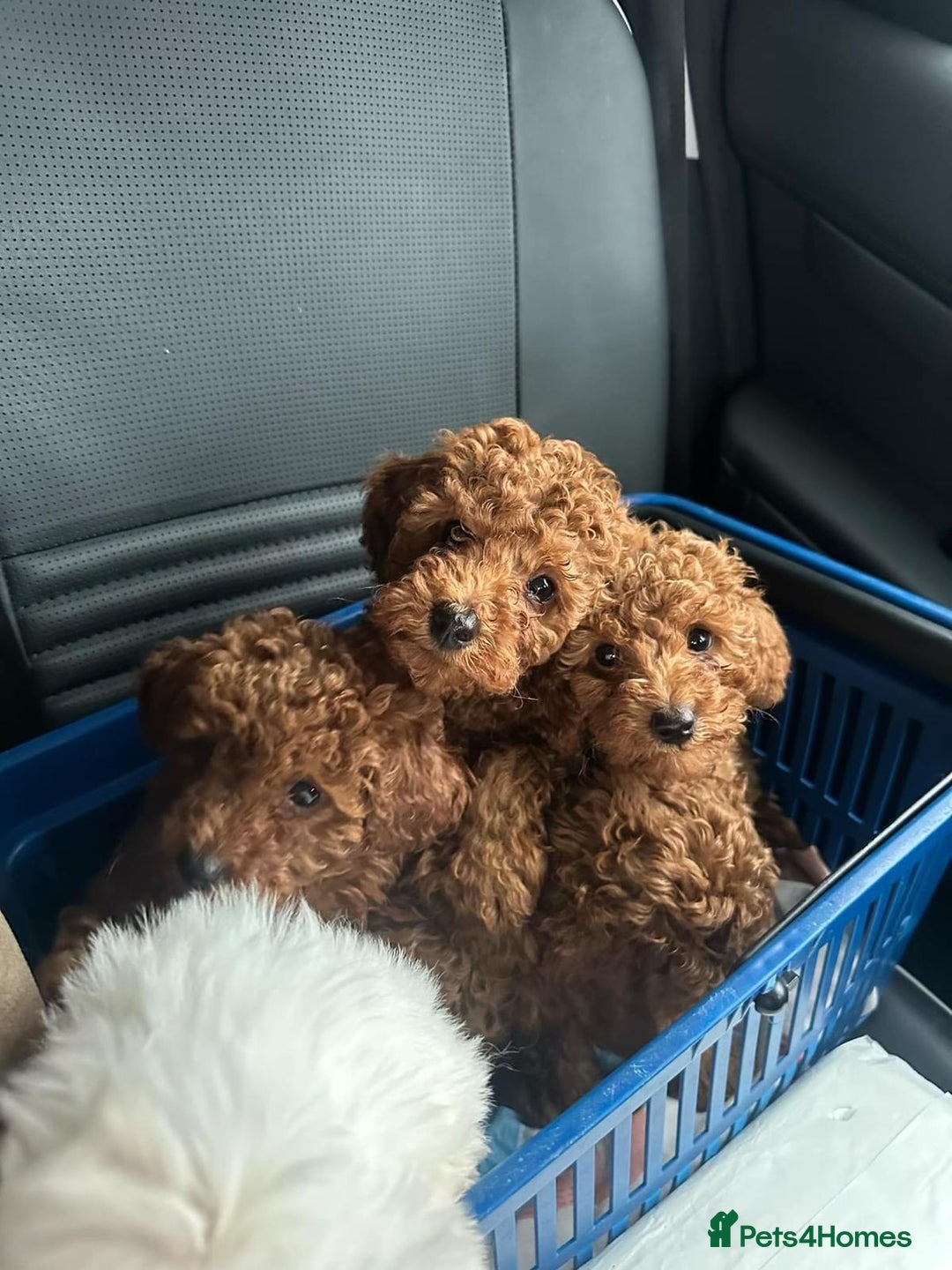 Toy Poodle dogs for sale: Red Toy Poodle puppies 🐶 💥💥💤 - Image 10