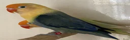 Lovebirds birds for sale: Lovebirds pale fallows - Advert 1