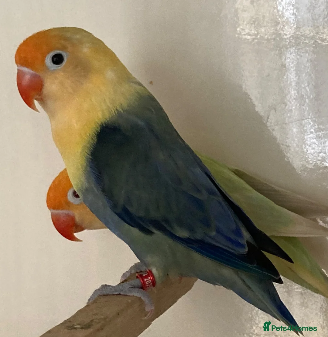 Lovebirds birds for sale: Lovebirds pale fallows - Advert 1