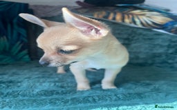 Chihuahua dogs for sale: Stunning chihuahua puppies  - Image 7
