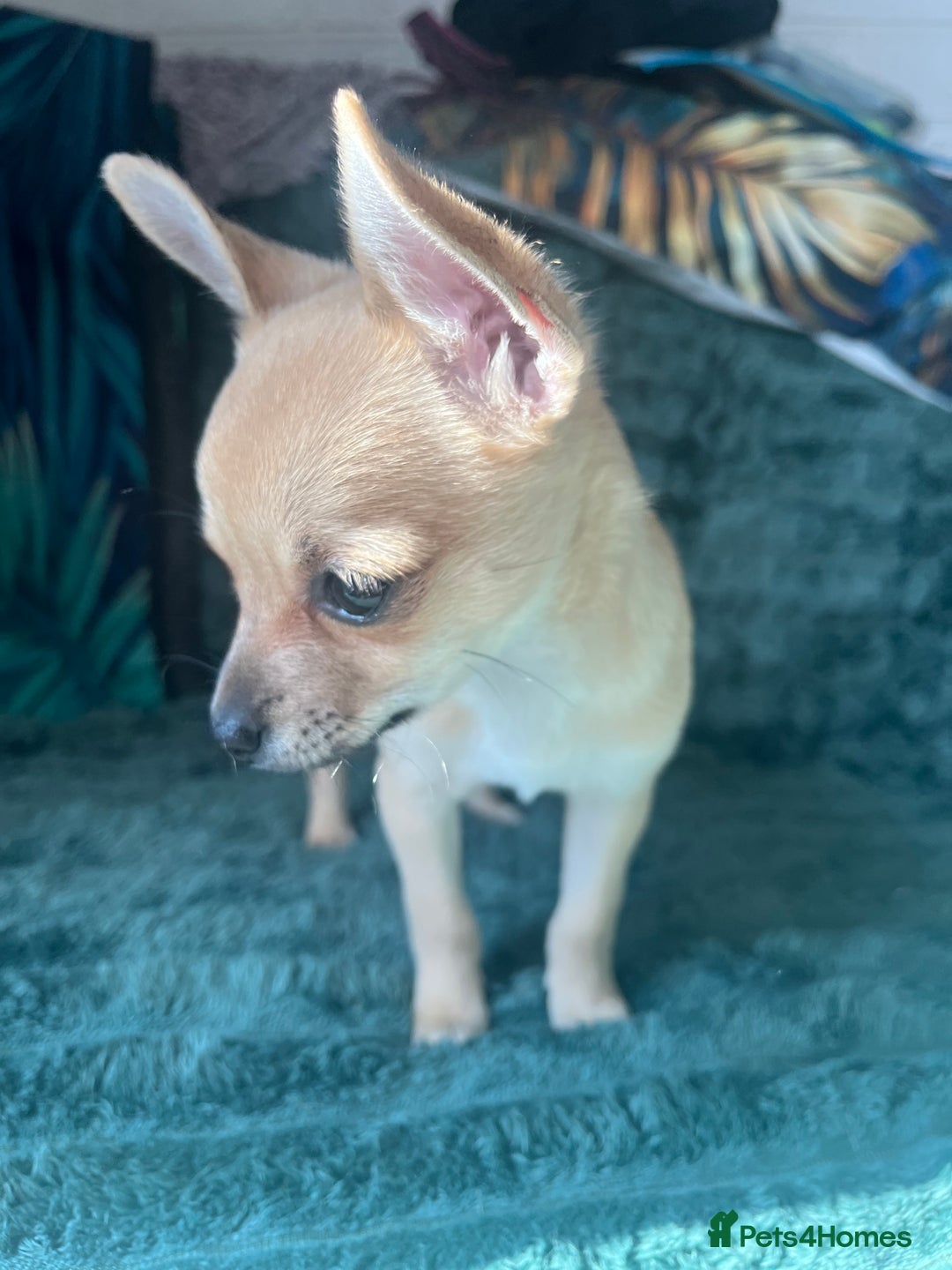 Chihuahua dogs for sale: Stunning chihuahua puppies  - Image 7