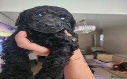 Standard Poodle dogs for sale: Stunning 5* Standard chunky poodle puppies 🐶  - Image 6