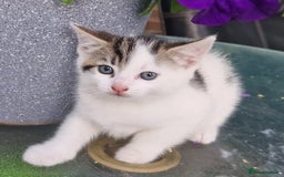 British Shorthair cats for sale: 5 kittens for sale( 4 female ,1 male - Image 6
