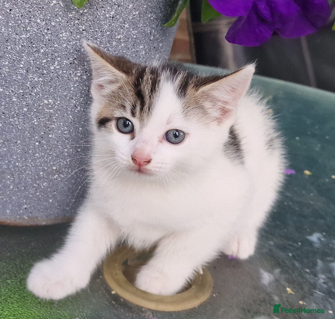 British Shorthair cats for sale: 5 kittens for sale( 4 female ,1 male - Image 6