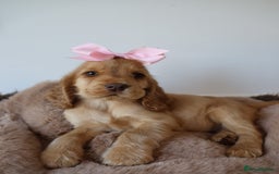 Cocker Spaniel dogs for sale: Stunning SHOW cockers READY TO LEAVE  - Image 21