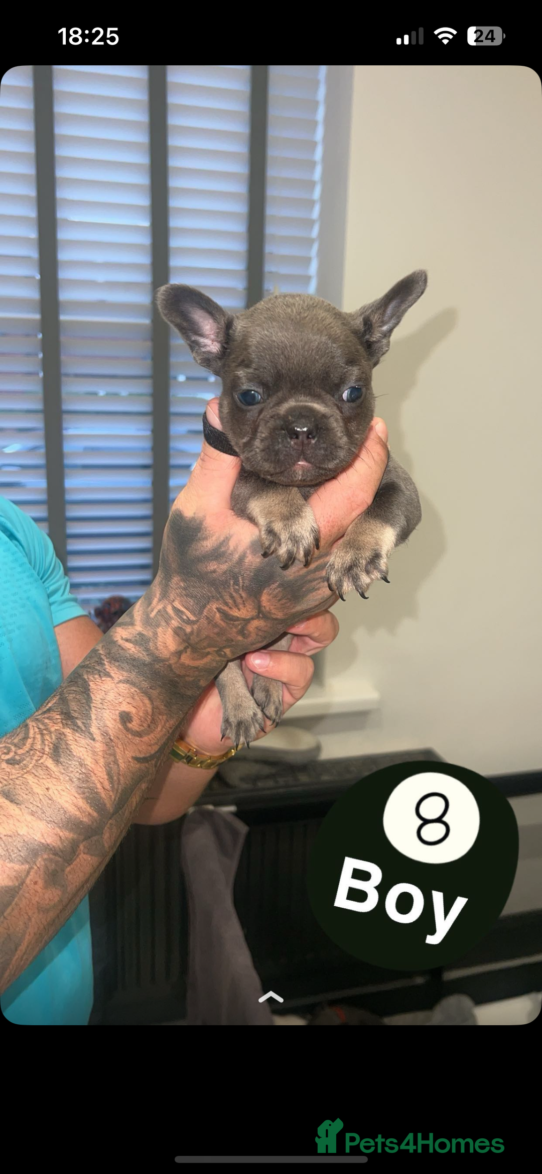 French Bulldog dogs for sale: French bulldogs  - Image 15