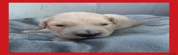 Golden Retriever dogs for sale: KC Puppies cream & gold - Advert 32