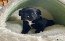 Springador dogs for sale: STUNNING SPRINGADOR PUPPIES  - Image 20